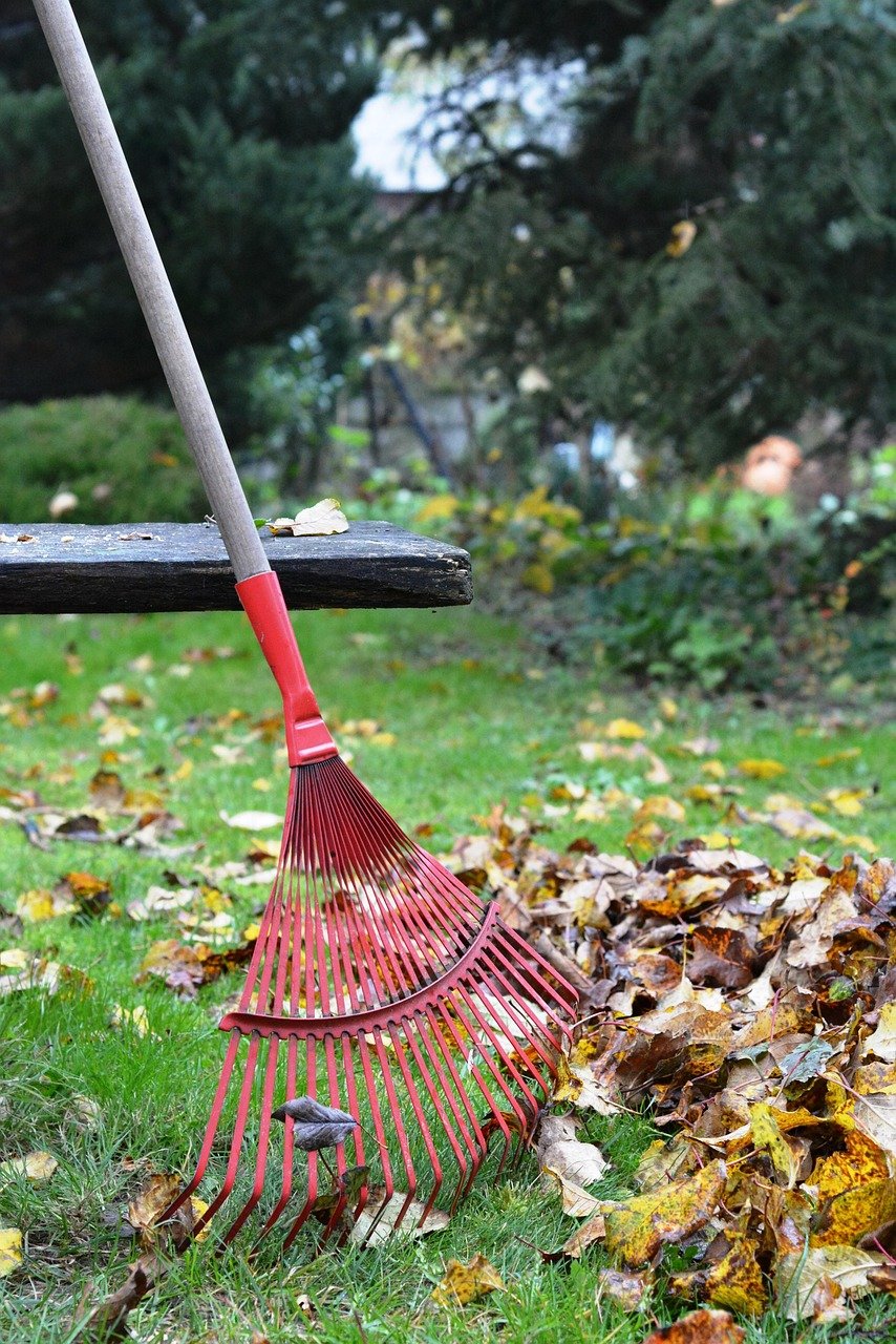 rake, rob, raking, nature, leaves, autumn, rake the leaves, cleaning